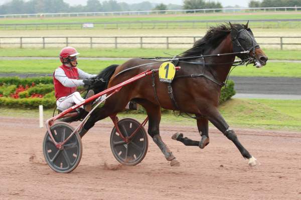 Photo de LEVEL ONE SYGA cheval de TROT ATTELE