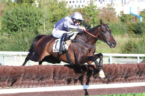Photo de IL EST FRANCAIS cheval de HAIES
