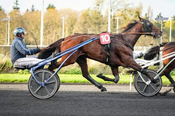 Photo de KAYA DREAM cheval de TROT MONTE