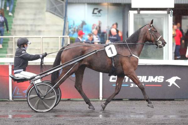 Photo de KEMILLA DE BRION cheval de TROT ATTELE