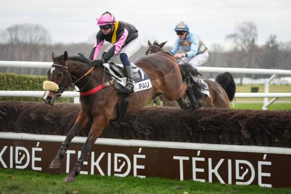 Photo de LEHO cheval de STEEPLE CHASE