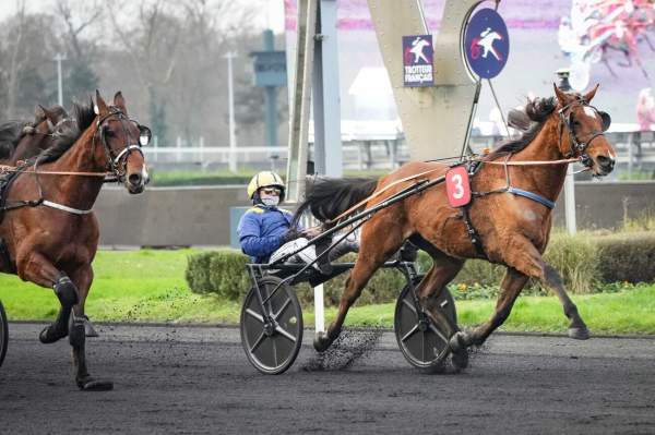 Photo de KAMOUR cheval de TROT ATTELE