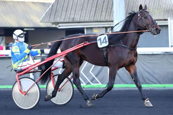 Photo de BOCCADAMO cheval de TROT ATTELE