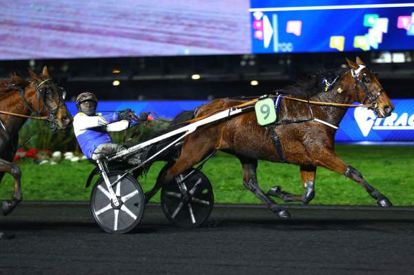 Photo de PICTURE PERFECT cheval de TROT ATTELE