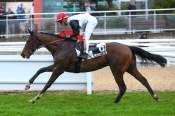 La photo de Lanzelot Gold arrivée Quinté+ pmu Prix de Marseille à Cagnes-sur-Mer