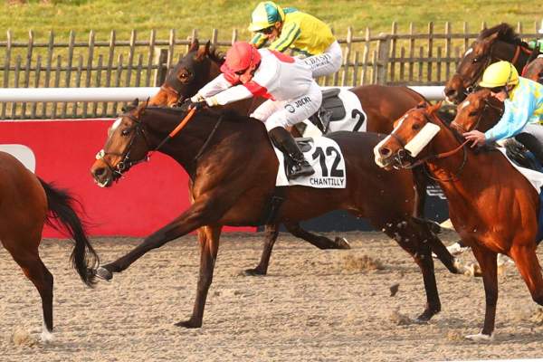 Photo de WAKAI GO cheval de PLAT