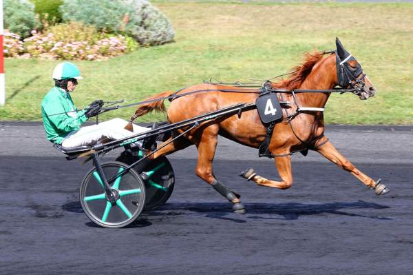 Photo de NOVA TIM cheval de TROT ATTELE
