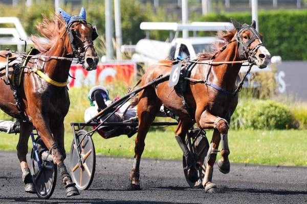Photo de LISANDRO FIORELLO cheval de TROT ATTELE