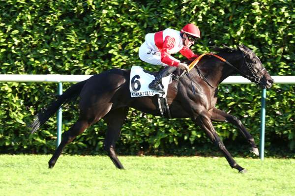 Photo de JAWWAL cheval de PLAT