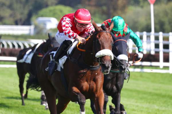 Photo de LEADER CONTI cheval de STEEPLE CHASE