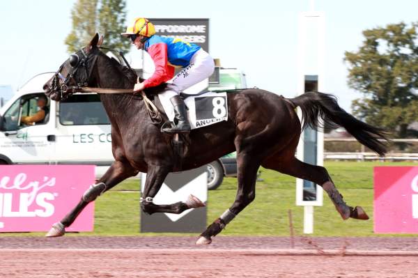 Photo de JOSELITO DU VIVIER cheval de TROT MONTE