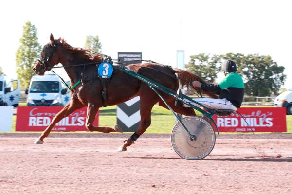 Photo de LOOK AT ME LULU cheval de TROT ATTELE