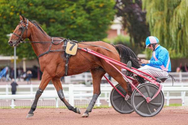 Photo de INTREPIDE DES BOIS cheval de TROT ATTELE