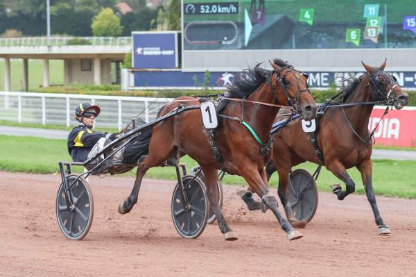 Photo de LATINO PURA VIDA cheval de TROT ATTELE