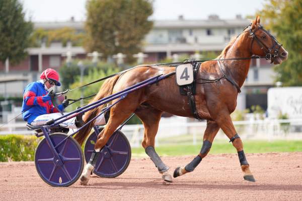 Photo de JAZZ JENILOU cheval de TROT ATTELE
