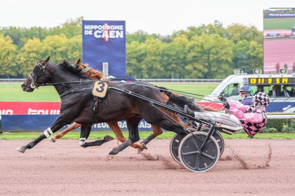 Photo de LEONARDO DU DERBY cheval de TROT ATTELE