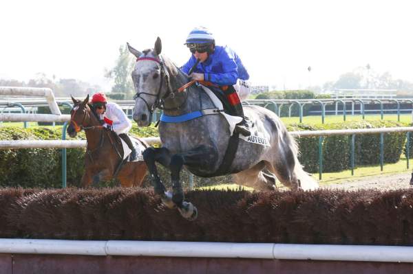 Photo de DIXAN SENORA cheval de HAIES