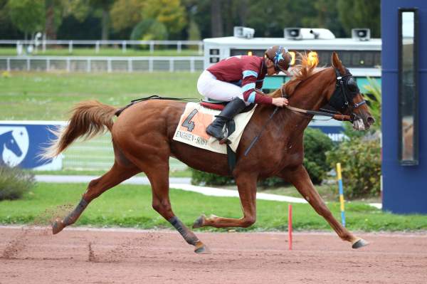 Photo de HARRY DU LYS cheval de TROT MONTE