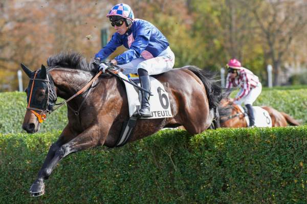 Photo de KING SAINT cheval de STEEPLE CHASE