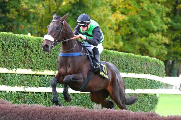 Photo de FORREST INDIAN cheval de STEEPLE CHASE