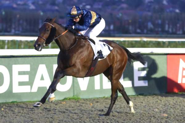 Photo de QUIET KING cheval de PLAT