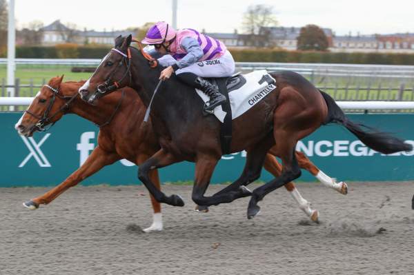 Photo de ZACAPO cheval de PLAT