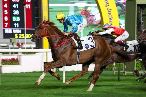 Photo de WUNDERBAR cheval de PLAT