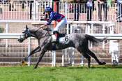 La photo de Grey Fighter Arrivée Quinté+ Pmu Prix Guillaume De Pracomtal à AUTEUIL
