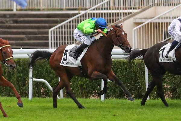 Photo de ODIN NORMANDY cheval de PLAT