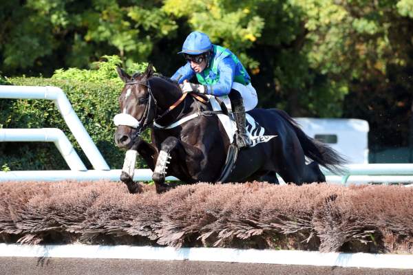 Photo de BLACKBIRD cheval de STEEPLE CHASE