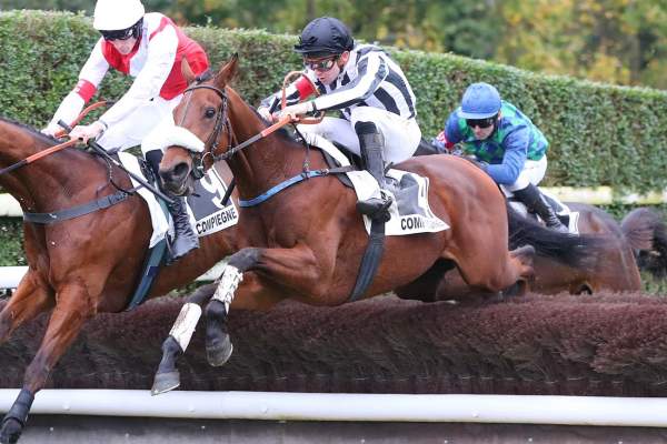 Photo de ZARAKHAN cheval de HAIES