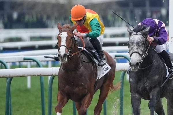 Photo de BURNING HEART cheval de PLAT