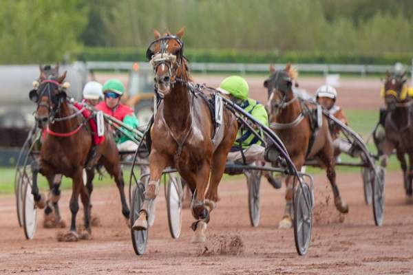 Photo de JEUNE PRODIGE cheval de TROT ATTELE