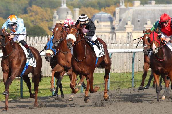 Photo de KERGALLI cheval de PLAT