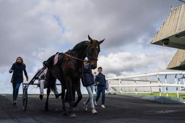 Photo de MAGIQUE HAUFOR cheval de TROT ATTELE