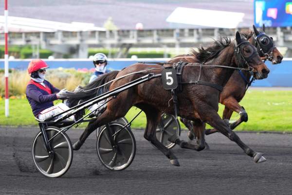 Photo de MAMOUNIA SEVEN cheval de TROT ATTELE