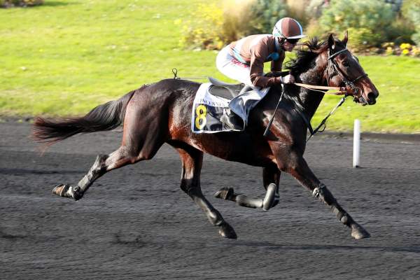 Photo de MARIO DE LA VALLEE cheval de TROT MONTE