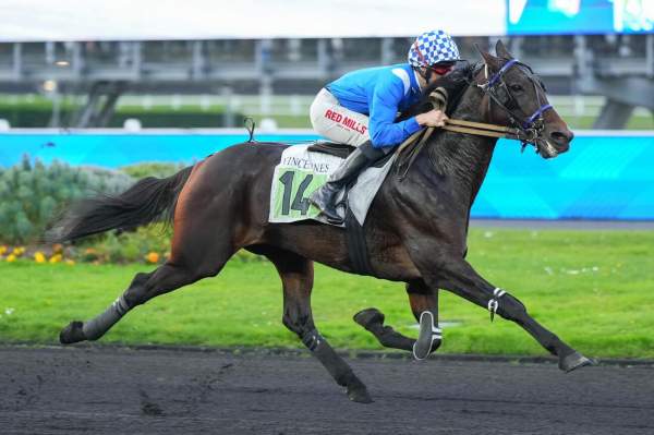 Photo de LEMON FLEURY cheval de TROT MONTE