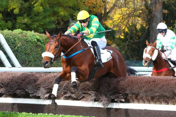 Photo de MILLARES cheval de HAIES