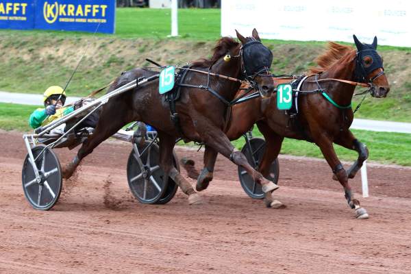 Photo de MISTER DREAM TY cheval de TROT ATTELE