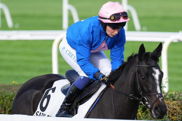 Photo de NAPKA FAL cheval de PLAT