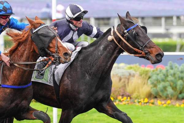 Photo de LISA MI FOR CLARA cheval de TROT MONTE