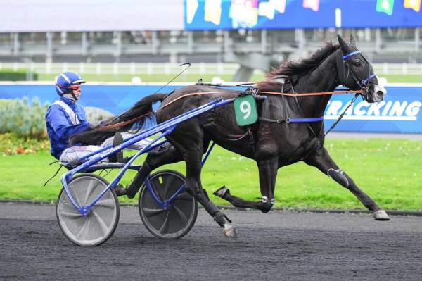 Photo de NOB HILL cheval de TROT ATTELE