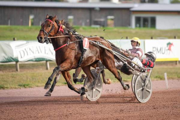 Photo de KAPORAL CARISAIE cheval de TROT ATTELE