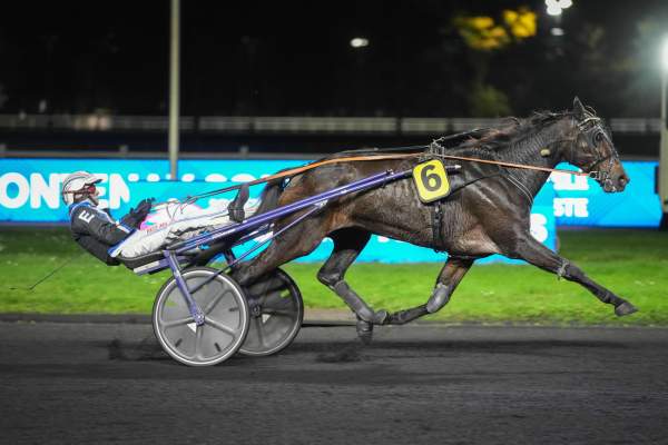 Photo de HUMANITY PELLINI cheval de TROT ATTELE