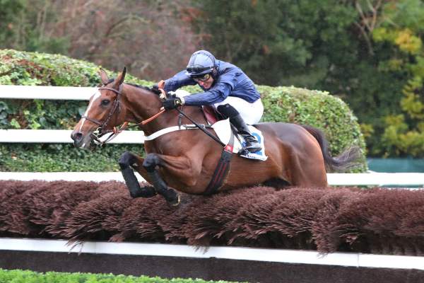 Photo de DELMEGAN cheval de HAIES