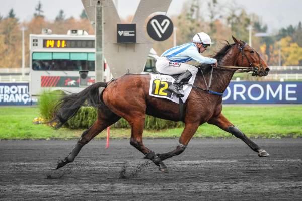 Photo de JOSHUA PEJI cheval de TROT ATTELE