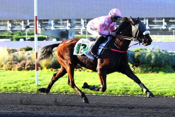 Photo de LYRIC cheval de TROT MONTE