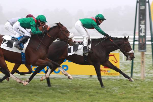 Photo de DOLMALAN cheval de PLAT