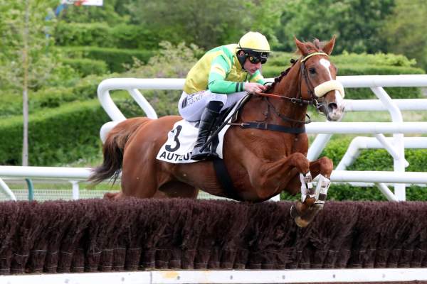 Photo de ESPOIR DE NOEL cheval de STEEPLE CHASE
